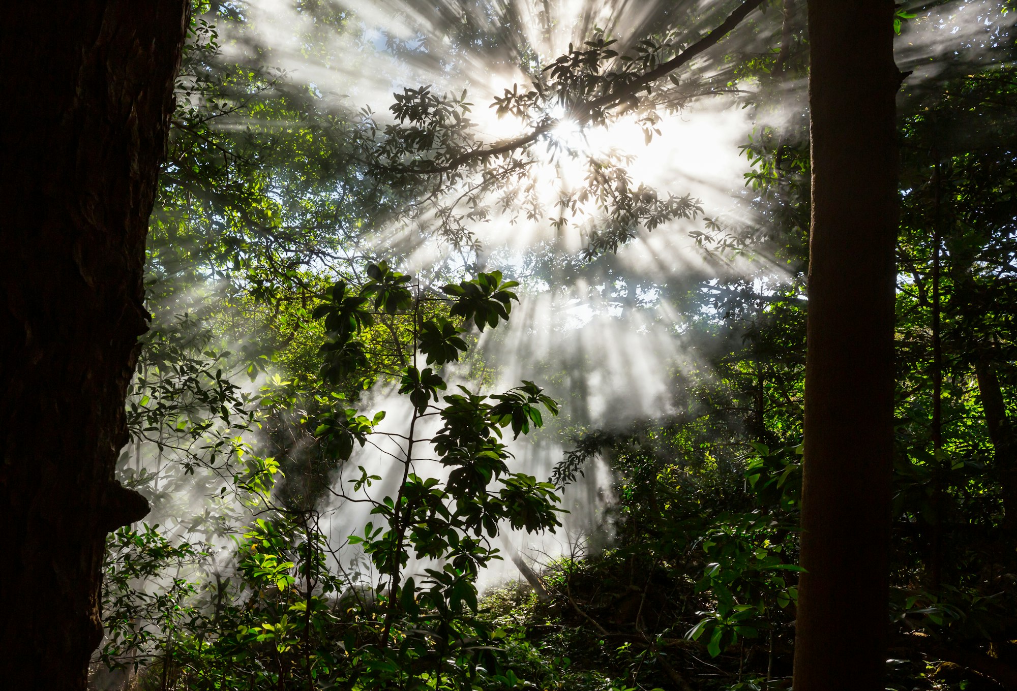 Jungle in Costa Rica